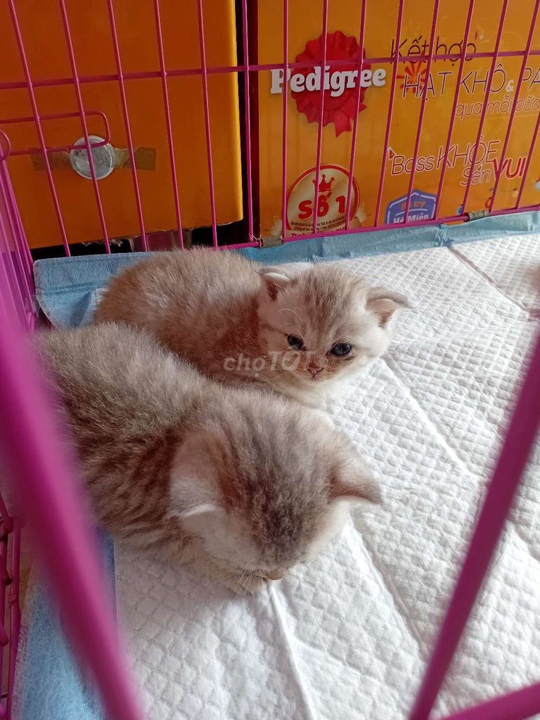 Tìm gia đình mới. Mua bán Mèo tại Quận 7 Tp Hồ Chí Minh được đăng bởi Bao ni truong  hình 4