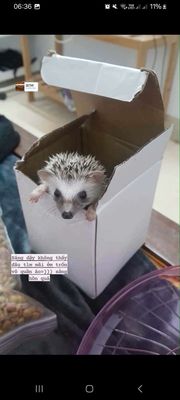 Nhím baby kiểng. Mua bán Thú cưng khác tại Huyện Chương Mỹ Hà Nội được đăng bởi Do Phuongg