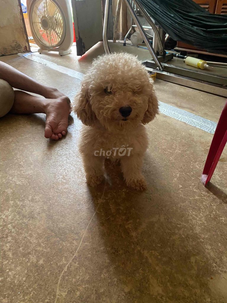 poodle trưởng thành. Mua bán Chó tại Quận 1 Tp Hồ Chí Minh được đăng bởi Võ Trọng Nhật hình 1