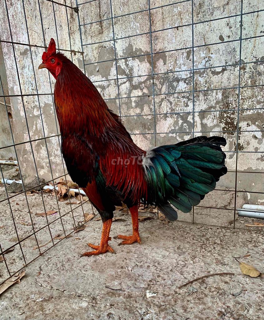 Gà trống 3.1kg 11 tháng. Mua bán Gà tại Thị xã Tân Châu An Giang được đăng bởi trần minh quân hình 1