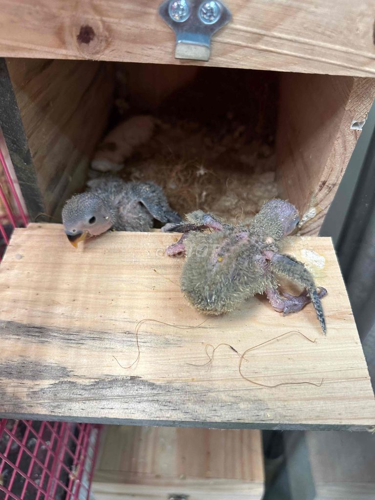 lovebird vừa ra ổ. Mua bán Chim tại Quận 8 Tp Hồ Chí Minh được đăng bởi Bảo hình 1