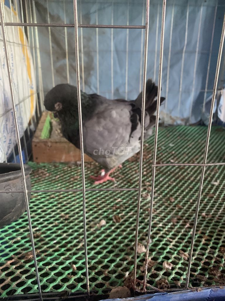 Chim bồ câu kinh khủng . Mua bán Chim tại Thành phố Thuận An Bình Dương được đăng bởi Hoa hình 1