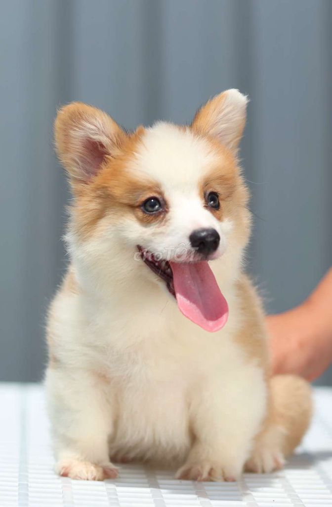 Chó Corgi cái khỏe mạnh. Mua bán Chó tại Huyện Bình Chánh Tp Hồ Chí Minh được đăng bởi Thức Trần Corgi Thuần Chủng TPHCM hình 1