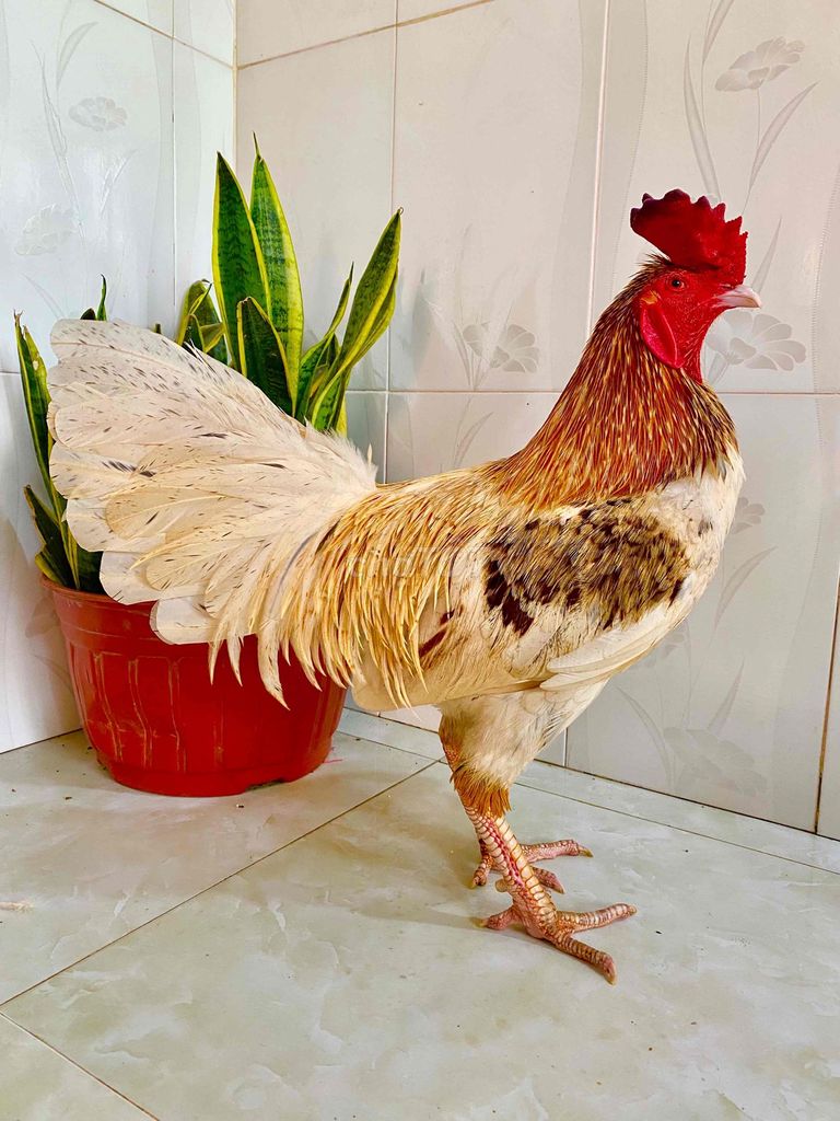 🍀camelo 3k2 tốc độ. Mua bán Gà tại Huyện Kế Sách Sóc Trăng được đăng bởi TRẠI GÀ TẤN PHÁT 68 hình 1
