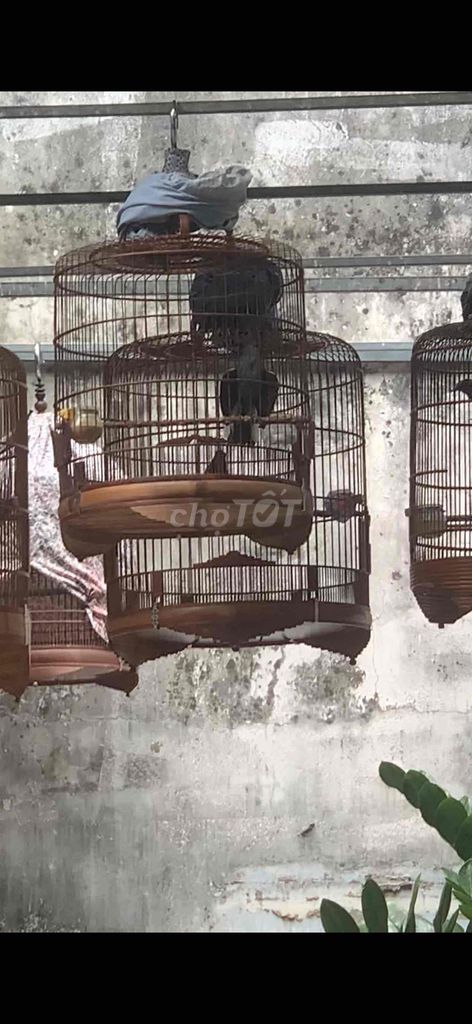 than inđo mái 3mua để bàn. Mua bán Chim tại Quận Bình Thạnh Tp Hồ Chí Minh được đăng bởi Chú Heo hình 1