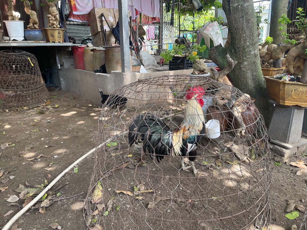 Gà Mỹ Chuối 2kg6, Cán Vuông. Mua bán Gà tại Huyện Châu Phú An Giang được đăng bởi Nguyễn Khang hình 1