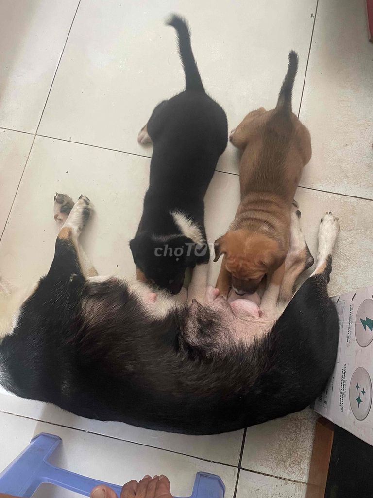 CHÓ CON CORGI LAI. Mua bán Chó tại Thị xã Bến Cát Bình Dương được đăng bởi Nguyễn Đức Thông hình 1