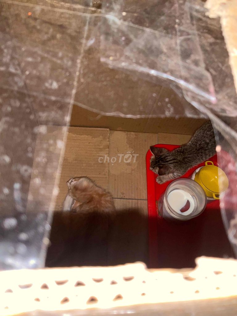 Mèo cỏ 1 tháng tuổi 2 con. cho tặng miễn phí. Mua bán Mèo tại Huyện Bình Chánh Tp Hồ Chí Minh được đăng bởi shop người nông dân hình 1