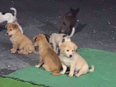 Chó lai lông xù,Nhật. Mua bán Chó tại Huyện Hóc Môn Tp Hồ Chí Minh được đăng bởi Thiết Bị Chế Biến
