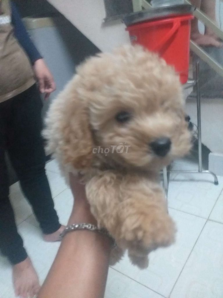 Cho poodle duôi 3 thang tươi