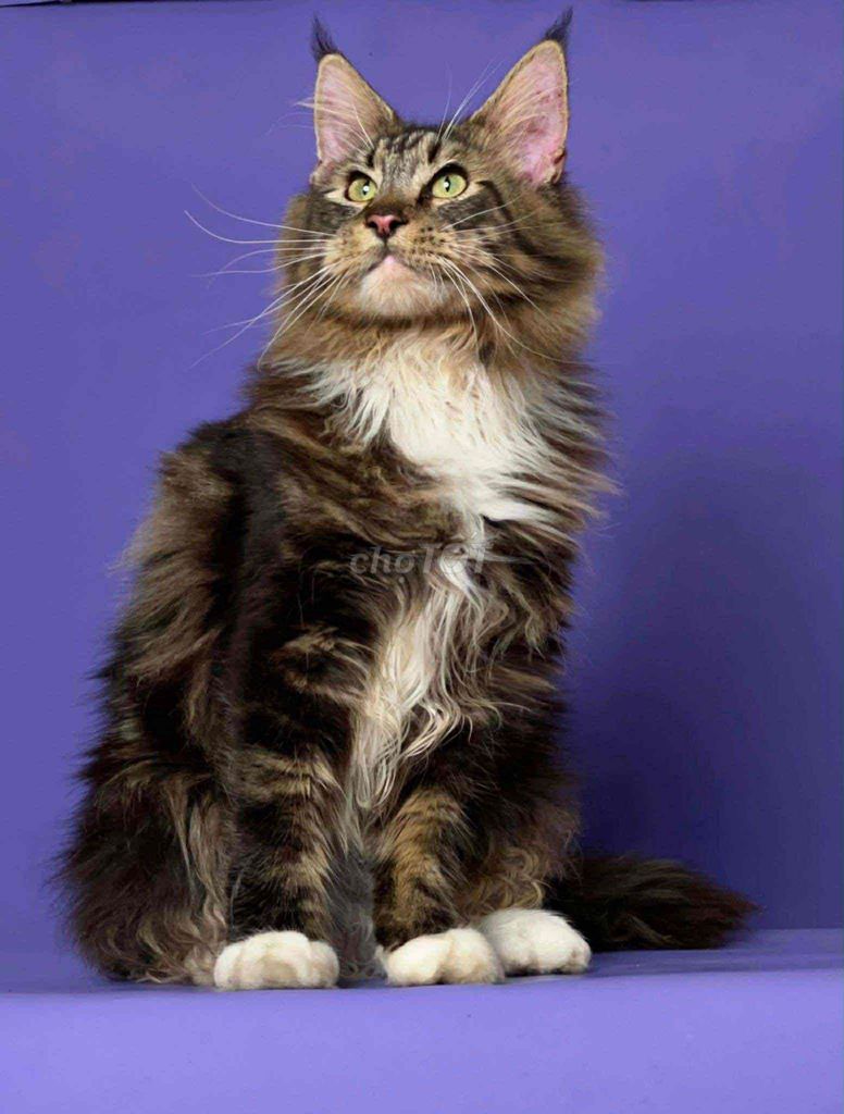 mèo mẹ đẻ 1 lứa đang gào đực. Mua bán Mèo tại Huyện Thanh Oai Hà Nội được đăng bởi shop thú cưng hình 1