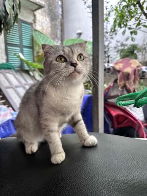 Mèo anh lông ngắn tai cụp