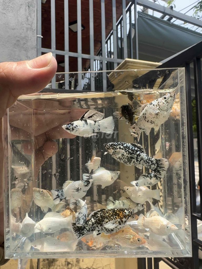 molly tròn tạp. Mua bán Thú cưng khác tại Quận Sơn Trà Đà Nẵng được đăng bởi Guppy Tạp Tạp hình 1