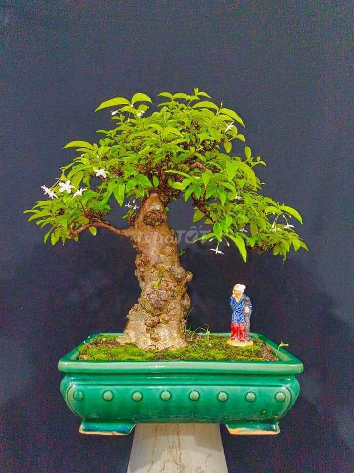 Cây Mai Chiếu Thủy bonsai cao 40cm