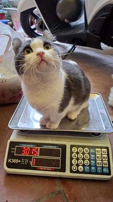 nhận phối giống mèo chân ngắn tai xoắn bicolor