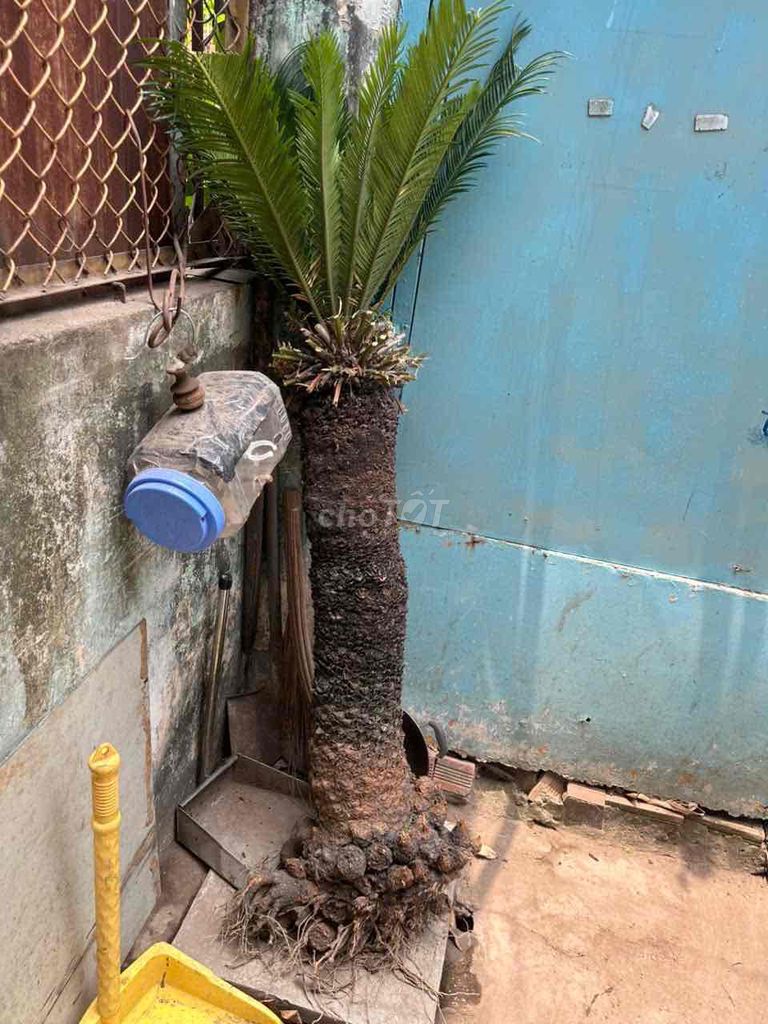 Cây cảnh Thiết mộc lan. Mua bán Cây cảnh, đồ trang trí tại Quận 10 Tp Hồ Chí Minh được đăng bởi tung trong hình 1