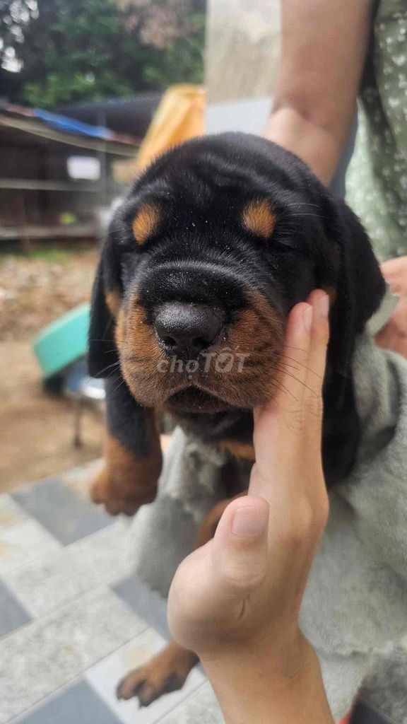 Chó rottweiler  2,5th ; 8,5kg. Mua bán Chó tại Quận Gò Vấp Tp Hồ Chí Minh được đăng bởi Trại Chó Rottweiler Trị An hình 1