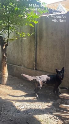 Chó Becgie Bỉ đực 3 năm