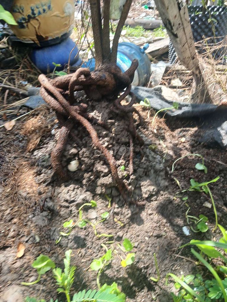Mai tứ quý 1m2 đế xổ 3 tấc 5 thân. Mua bán Cây cảnh, đồ trang trí tại Quận Bình Thuỷ Cần Thơ được đăng bởi bước hình 1