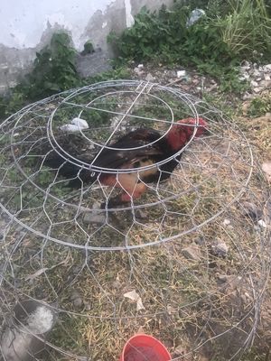 gà đòn trạng 2k7. Mua bán Gà tại Quận 3 Tp Hồ Chí Minh được đăng bởi Thang Nguyen