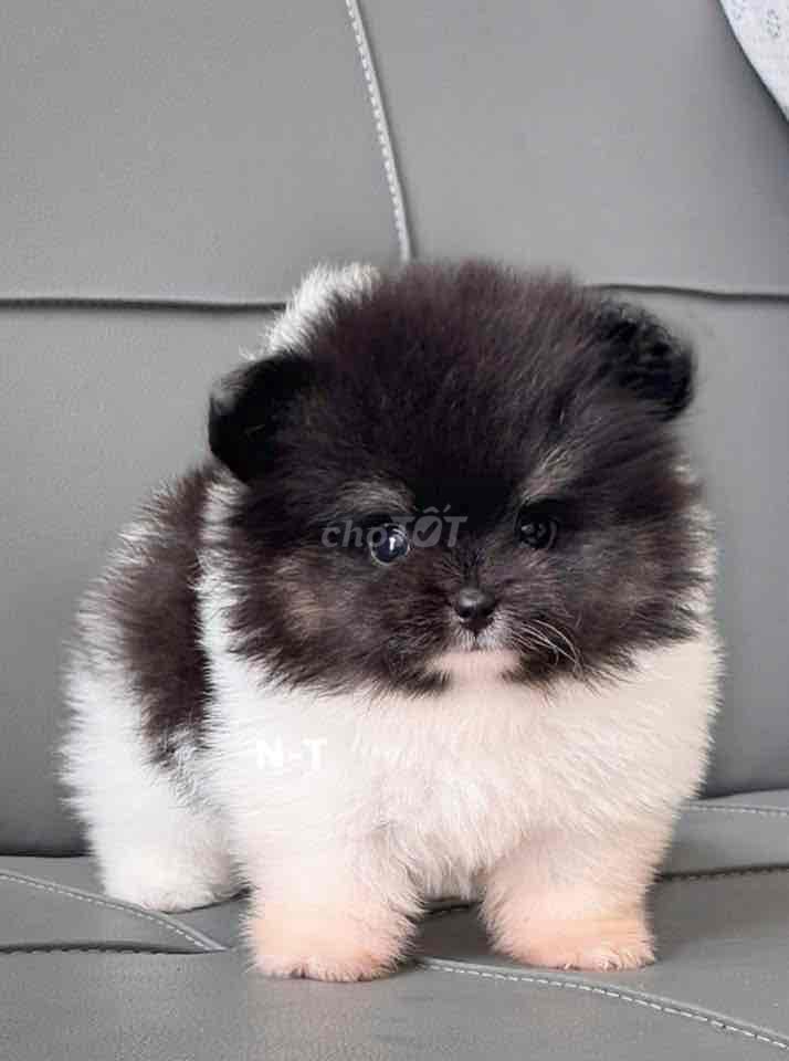 Chó Phốc Sóc bò sữa. Mua bán Chó tại Quận Bình Tân Tp Hồ Chí Minh được đăng bởi Trang  hình 1