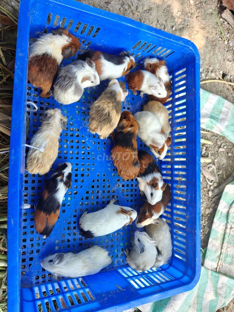 Chuột lang bọ ú miền trung nghệ an hà tĩnh. Mua bán Thú cưng khác tại Thành phố Hà Tĩnh Hà Tĩnh được đăng bởi CHUỘT LANG HOÀNG LONG hình 1