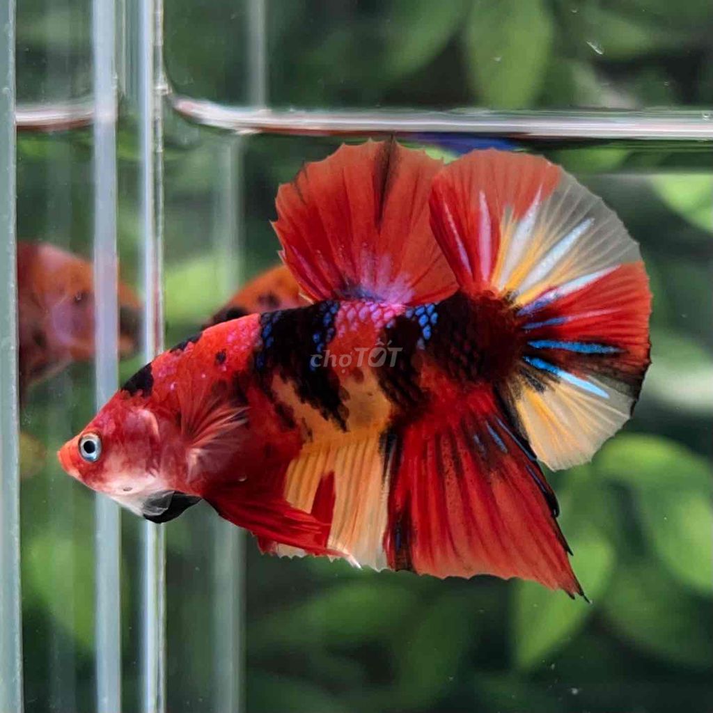 Cá Betta Koi Metallic Vip. Mua bán Thú cưng khác tại Huyện Hóc Môn Tp Hồ Chí Minh được đăng bởi Cậu Ba Betta  hình 2