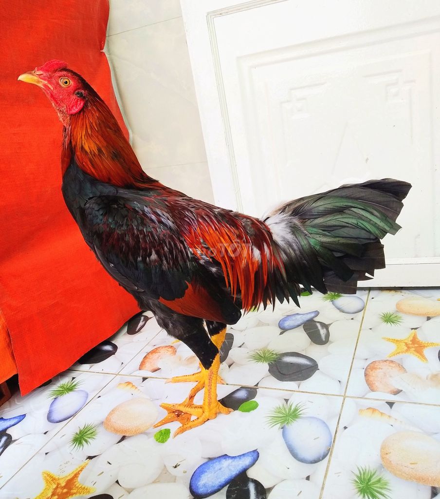 🐔 pakictan mỹ Sweater 2kg3 tơ tay cục