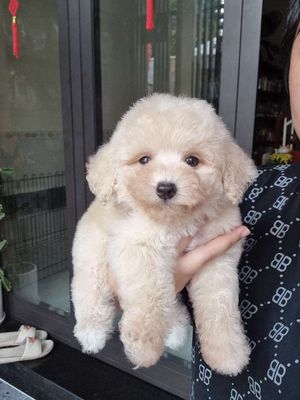 Poodle thuần, nhật lai, sóc f chỉ từ 1tr4 - 2tr