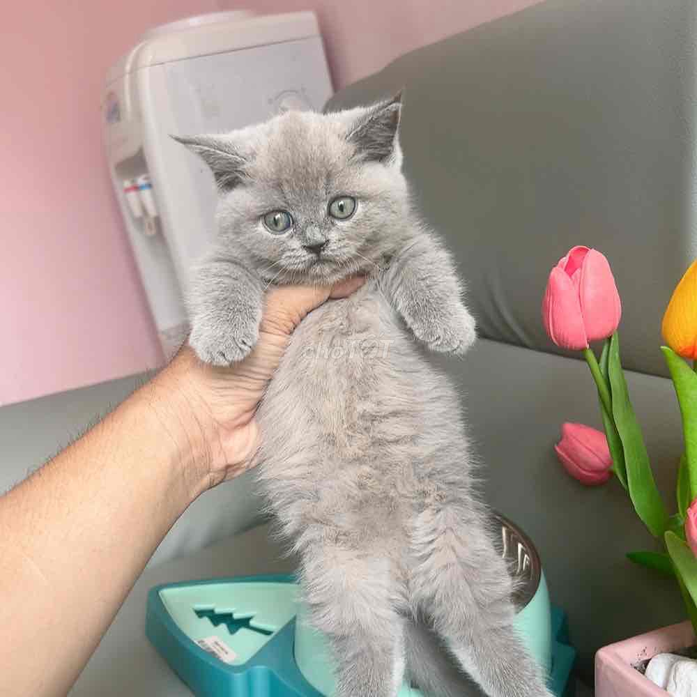 bé mèo chân lùn munchkin. Mua bán Mèo tại Quận 6 Tp Hồ Chí Minh được đăng bởi Phạm trung hình 1