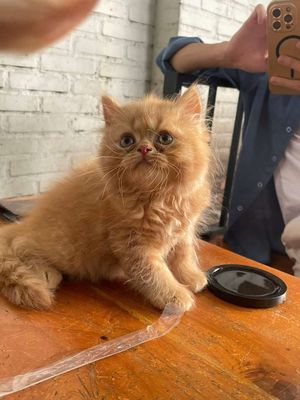 Đàn mèo xinh tìm sen. Mua bán Mèo tại Quận Bình Tân Tp Hồ Chí Minh được đăng bởi Ken tran