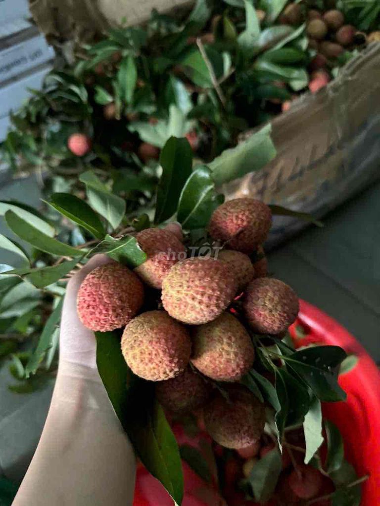 Vải thiều Nhà trồng siêu ngon. Mua bán Đồ ăn, thực phẩm và các loại khác tại Quận Tân Bình Tp Hồ Chí Minh được đăng bởi Thành Tâm hình 1
