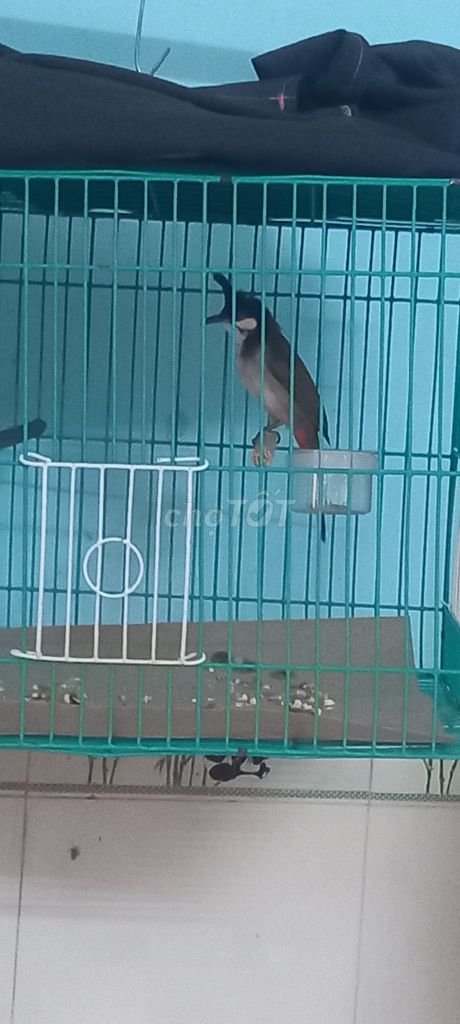 Chim chào mào má trắng lên.hong bò.đốm bông. Mua bán Chim tại undefined Tp Hồ Chí Minh được đăng bởi Hh hình 1