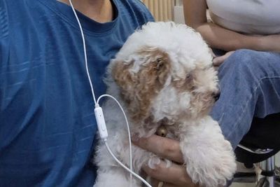 Poodle XINH - Có Balo - Có Tiêm Chủng. Mua bán Chó tại Quận Gò Vấp Tp Hồ Chí Minh được đăng bởi Tân Minh Lộc