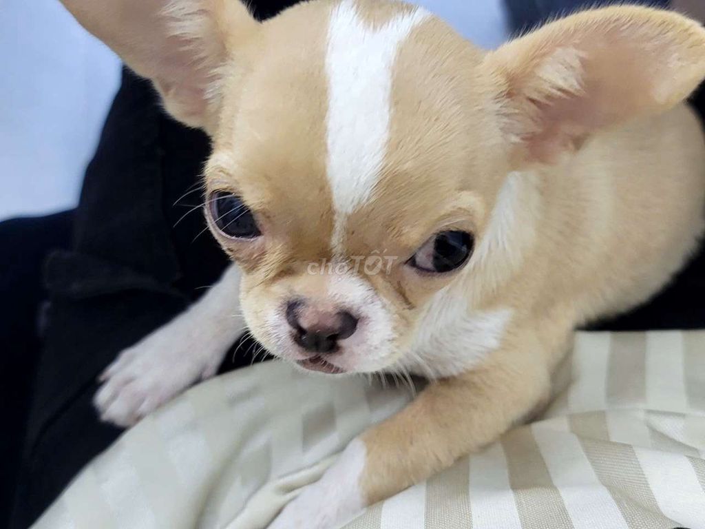 Chihuahua thuần chủng 5 tháng tuổi cực đáng yêu. Mua bán Chó tại Quận Ngũ Hành Sơn Đà Nẵng được đăng bởi Duc Louis hình 1