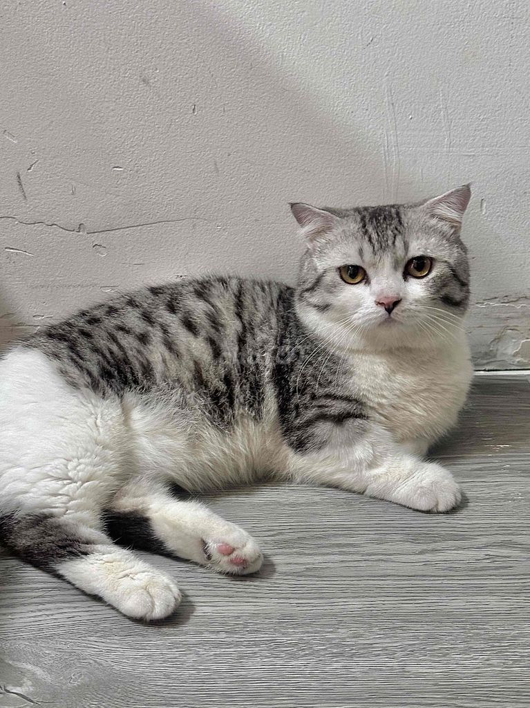 Mèo Tabby Chân lùn. Mua bán Mèo tại Quận Bình Thạnh Tp Hồ Chí Minh được đăng bởi Trần anh hình 2