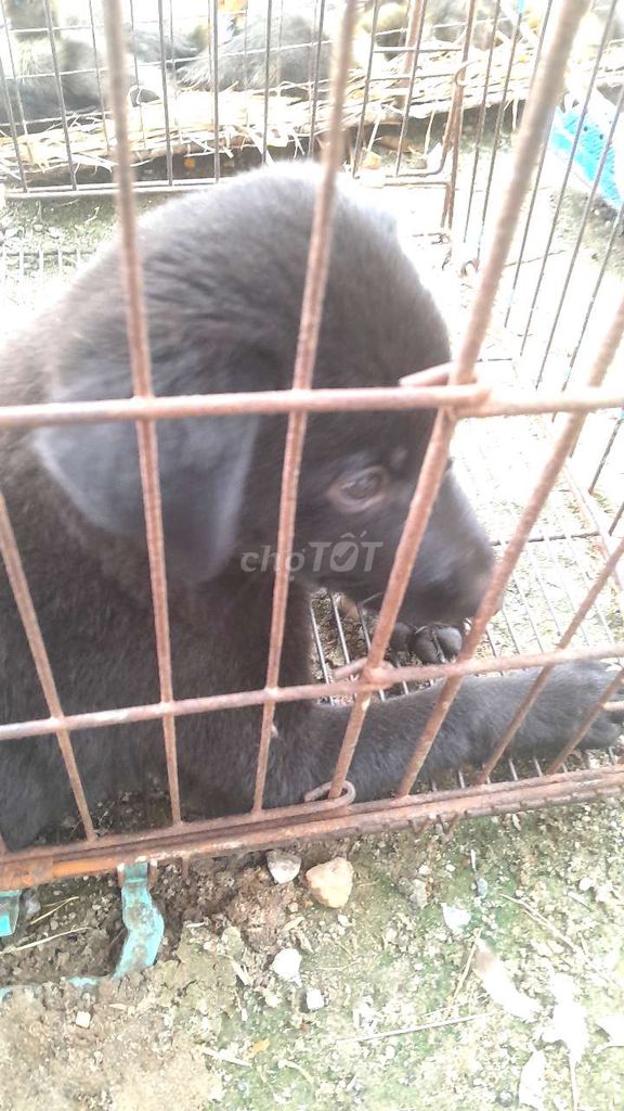 Chó Mông cộc Đen 6kg. Mua bán Chó tại Quận Long Biên Hà Nội được đăng bởi tổng kho gia dụng  hình 1
