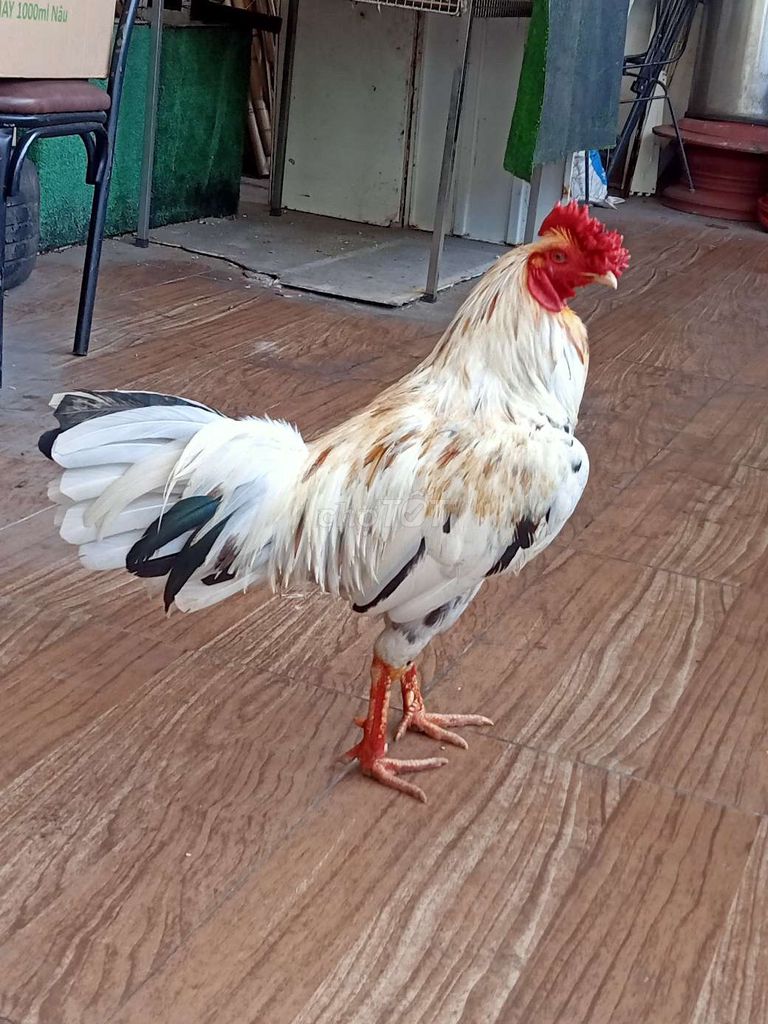 gà bướm cú hiện 2kg950. Mua bán Gà tại Thành phố Thủ Đức Tp Hồ Chí Minh được đăng bởi Đạt Ốm Nhôm hình 1