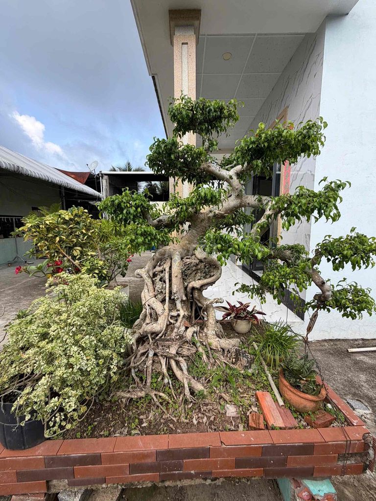 Cây cảnh Bonsai lâu năm. Mua bán Cây cảnh, đồ trang trí tại Thành phố Rạch Giá Kiên Giang được đăng bởi Thanh Nhiên hình 1