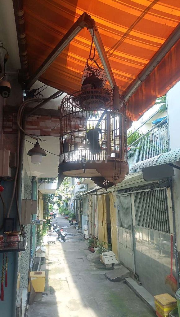 chim khuu. Mua bán Chim tại Huyện Bình Chánh Tp Hồ Chí Minh được đăng bởi Anh vinh hình 1