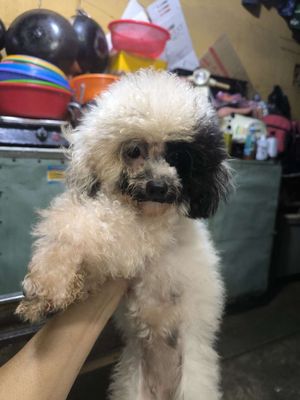 Chó poodle con cái tìm về nhà mới. Mua bán Chó tại Quận 1 Tp Hồ Chí Minh được đăng bởi Thảo Ty