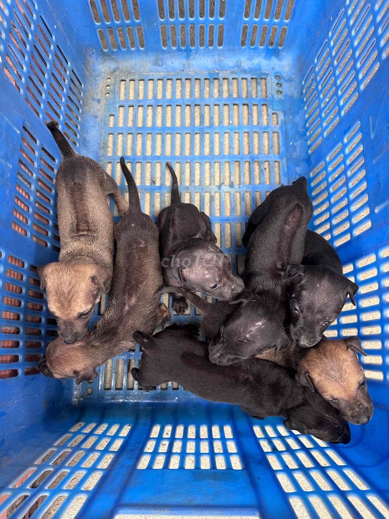 Chó Phú Quốc lai chó cỏ. Mua bán Chó tại Huyện Dương Minh Châu Tây Ninh được đăng bởi Minh Tiến hình 1