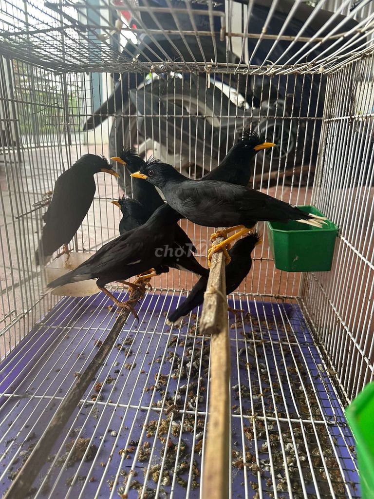 Chim Sáo đen mỏ vàng. Mua bán Chim tại Quận Long Biên Hà Nội được đăng bởi tổng kho gia dụng  hình 1