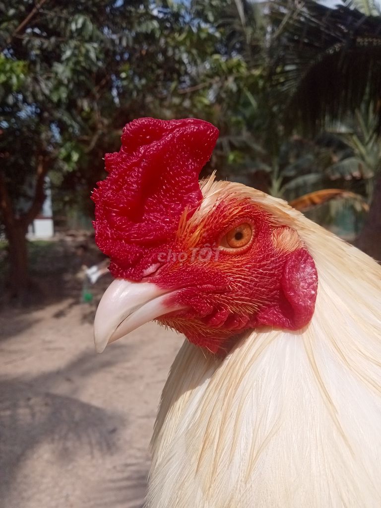 Úa 3.4kg tay 1 cục. Mua bán Gà tại Thành phố Trà Vinh Trà Vinh được đăng bởi Mai thien dung hình 1