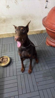 Chó Doberman cái 1 tuổi đã tiêm