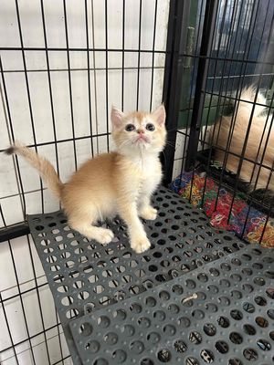 Còn em golden ny12 cái cuối sale nhanh luôn ạ. Mua bán Mèo tại Quận 11 Tp Hồ Chí Minh được đăng bởi Ngọc Ngọc Meow