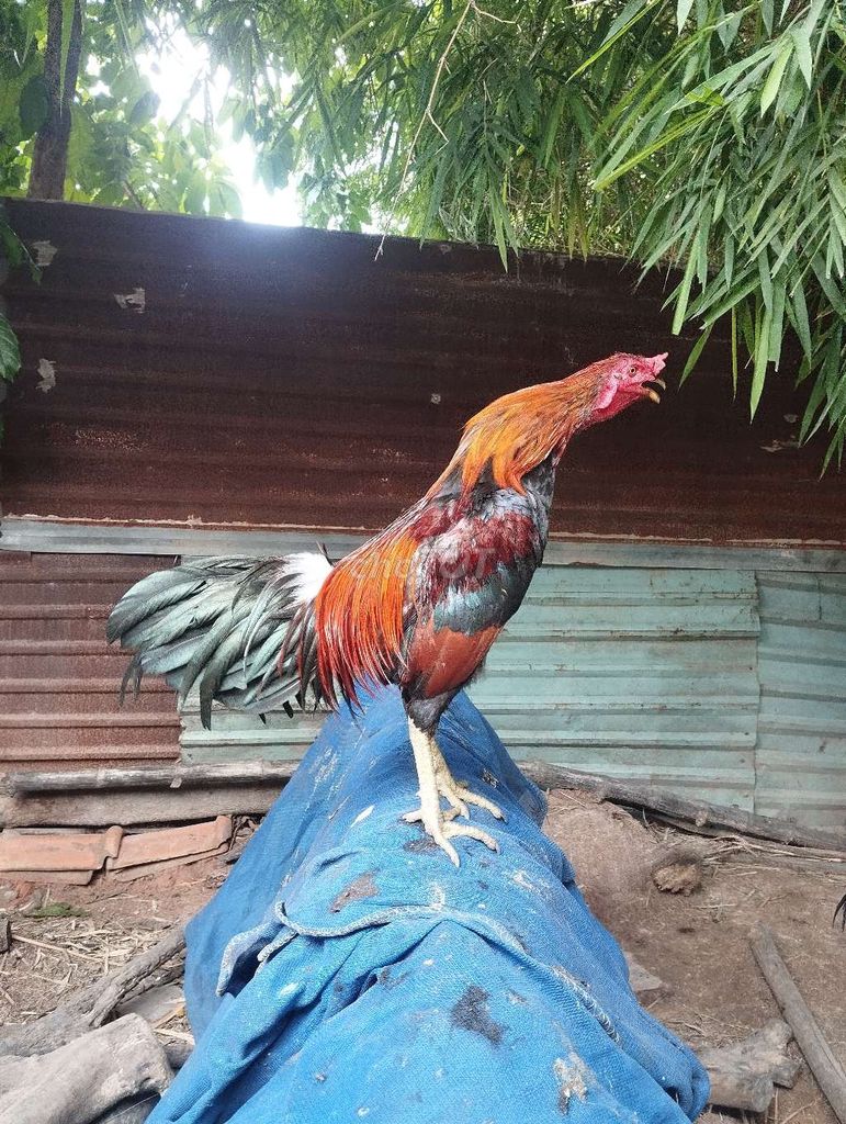 Gà tơ giống đỏ, đen, vàng 2.9kg. Mua bán Gà tại Thành phố Dĩ An Bình Dương được đăng bởi le khoi hình 1