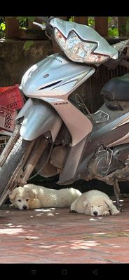 Xù đực bắc hà. Mua bán Chó tại Huyện Mê Linh Hà Nội được đăng bởi tuân