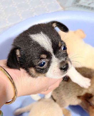 Chó Chihuahua Đen trắng, Nâu