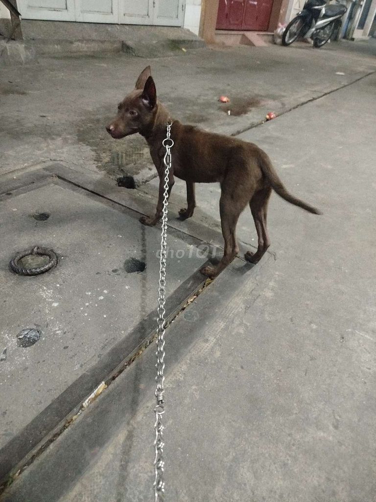 Chó Phú Quốc cái 3 tháng chân màng. Mua bán Chó tại Quận 1 Tp Hồ Chí Minh được đăng bởi tú hình 3